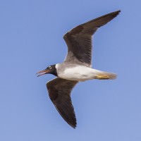 White-eyed Gull